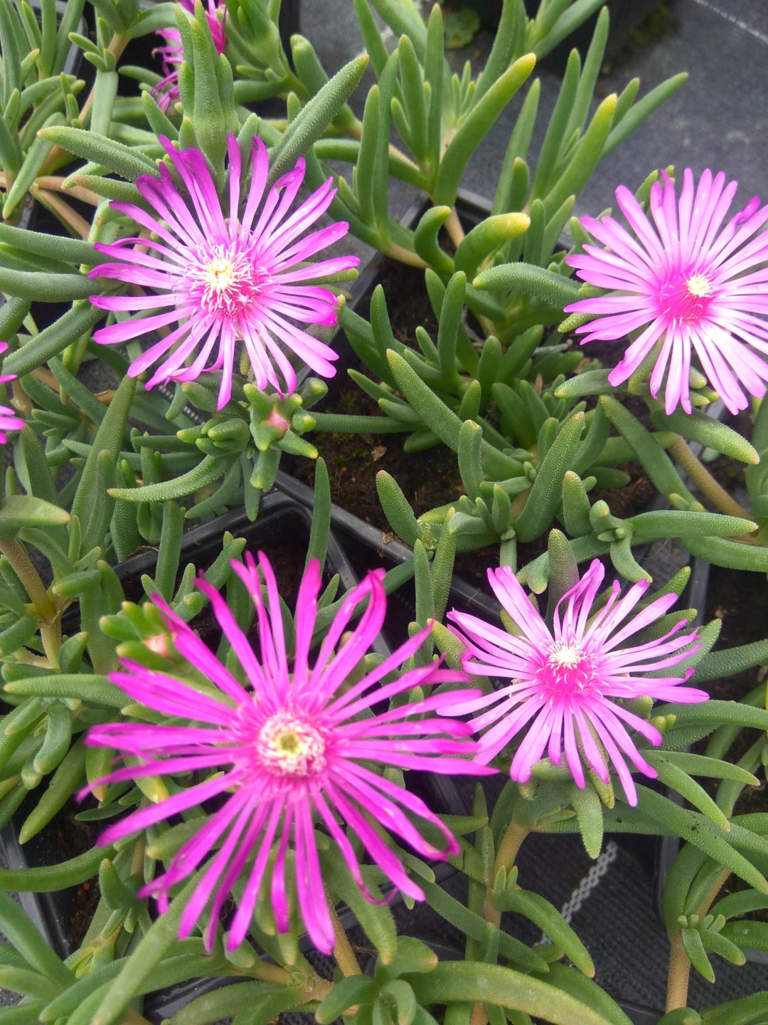 Delosperma Cooperi Horticulture Brustier