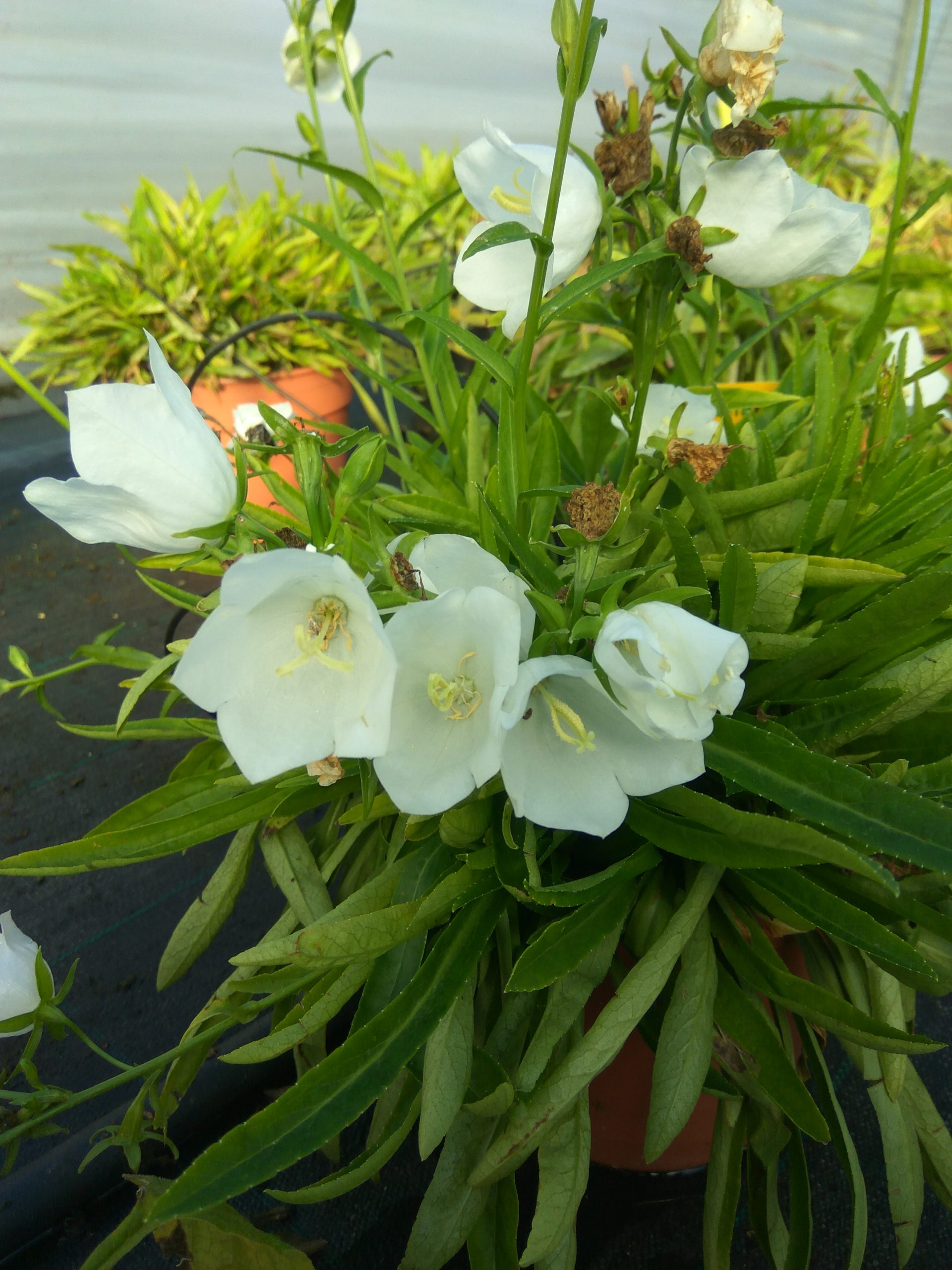 Campanule (Campanula persicifolia) Takion blanche - Horticulture Brustier